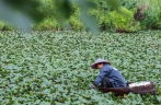 浙江湖州：处暑时节采菱忙