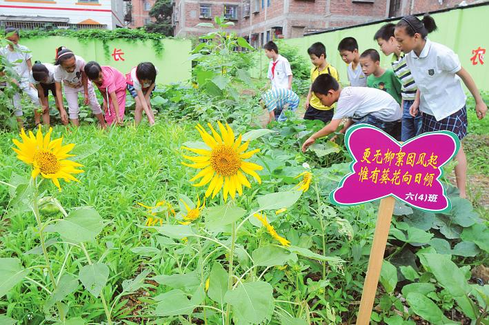 小学生种出校园版开心农场