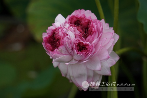 桂林培育出4個花心的千瓣蓮花