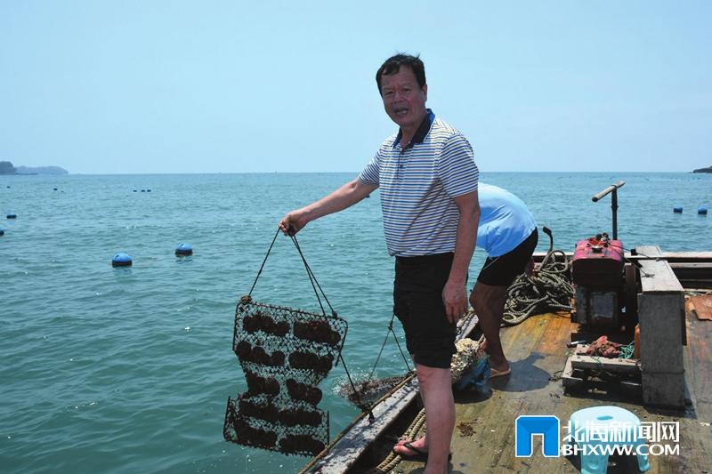 庞瑞友在南湾珍珠养殖基地向记者展示使用片式笼养殖的南珠 陆威 摄