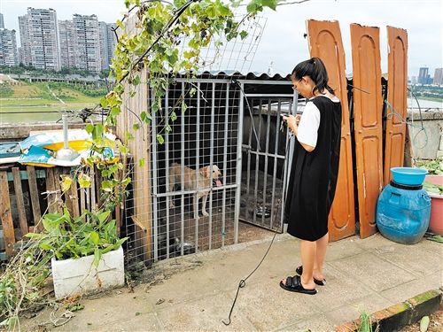 居民楼顶建农场 种菜养鸡脏乱臭