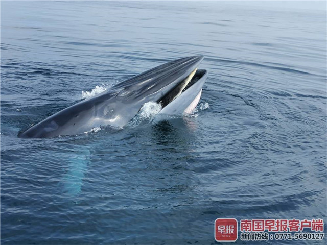 鲸鱼国庆到涠洲岛闹海 双鲸张嘴捕食场面壮观