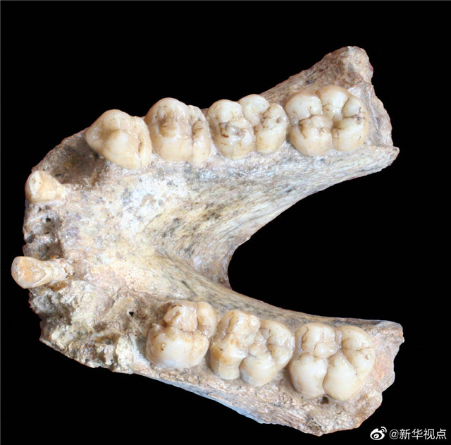 广西出土的百万年牙齿化石被提取出巨猿遗传物质