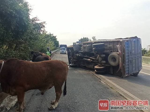 货车高速上侧翻 北海交警化身"斗牛士"擒牛