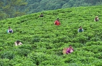 Development of tea industry helps lift people out of poverty in China’s Guangxi