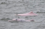 Chinese white dolphins spotted in Leizhou bay， Guangdong