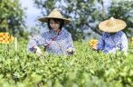 Family brews new wealth through ancient tea