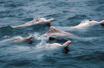 Endangered Chinese white dolphins living in south China