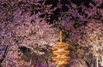 Cherry blossom festival kicks off in Wuhan