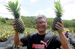 Taiwanese farmers reap home-bred pineapples in Fujian