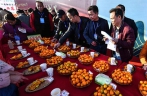 Guangxi promotes kumquat planting business to increase income of local farmers