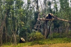 Giant pandas， red pandas move into new houses at Chengdu’s panda breeding facility