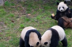 比利时：萌宝熊猫