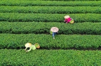 Farmers pick tea leaves at tea garden in China