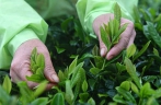 Farmers harvest tea leaves in Shanglin， Guangxi