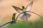 Blue-tailed bee eaters seen in Haikou