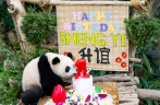 Giant panda cub Shengyi celebrates first birthday in Malaysi