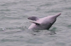 Endangered Chinese white dolphins spotted in Guangxi