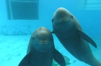 Achievement made in artificial breeding， reproduction of Yangtze finless porpoise