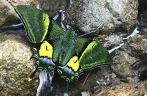 Extremely rare golden Kaiser-i-Hind butterflies spotted at nature reserve in SE China’s Fujian