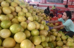 南宁：三红蜜柚丰收上市