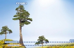 China releases photos of tallest tree