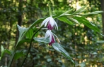 Large population of nun’s-hood orchid found in Guangxi