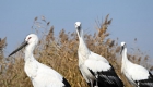 3只“鸟类大熊猫”东方白鹳在七里海湿地重返自然