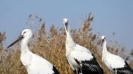 3只“鸟类大熊猫”东方白鹳在七里海湿地重返自然