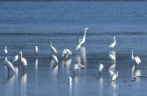 海南东寨港国家级自然保护区迎来大批越冬候鸟
