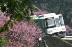 Monorail train runs through blooming flowers in Chongqing