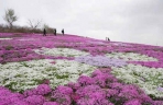 河北迁西：芝樱花烂漫