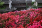 南京明城墙下杜鹃花迎来盛花期