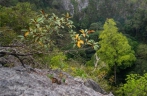 广西发现中国岩溶地区最高树