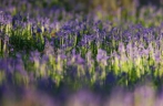 比利时的浪漫“紫花森林”