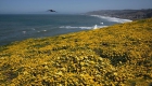 美国加州野花“超级绽放”