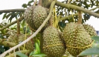 海南三亚首批国产榴莲即将迎来“树上熟”