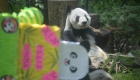墨西哥为大熊猫“欣欣”庆祝33岁生日