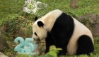 旅美大熊猫“美香”迎来25岁生日