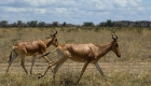 内罗毕国家公园的野生动物