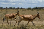 内罗毕国家公园的野生动物
