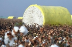 新疆喀什逾600万亩棉花大规模开展机械化采收