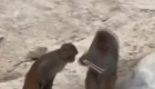 女生投喂猴子误掉手机 被猴子捡起仔细研究