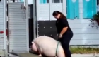 美国一宠物猪养到362斤被抓走减肥