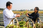 广西贵港：“稻菜轮作”助农增收