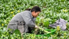 广西钟山：“稻菜轮作”助农增收