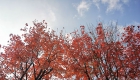 冬日处处是美景！柳州这处的枫香树红了