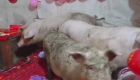接亲现场三只猪跑上床“压新床”：猪被鞭炮惊到跑床上了
