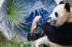 四只大熊猫“落户”重庆永川