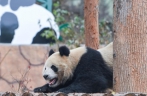 重庆永川：四只大熊猫正式与游客见面